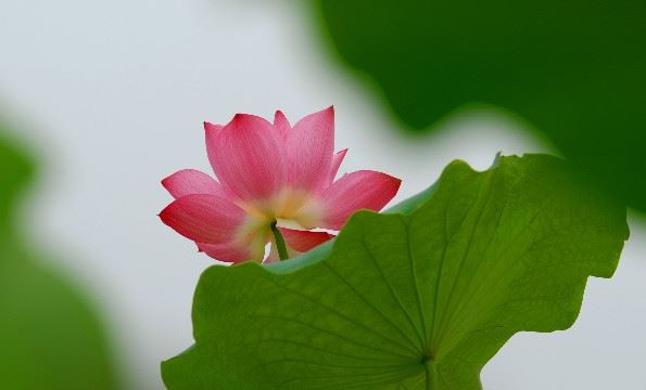 鹿在风水中的象征意义 风水学